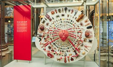 A display of arthropods featuring a gigantic Japanese Spider Crab