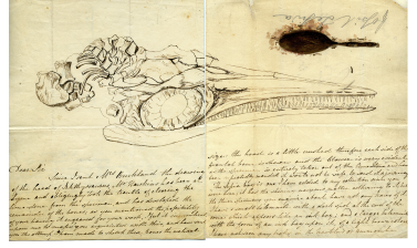 A letter from Elizabeth Philpot to William Buckland, c. 1833, containing a sketch of the same ichthyosaur skull after preparation, and a fossil ink sac painted in fossil squid ink.