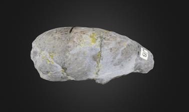 Image of coprolite