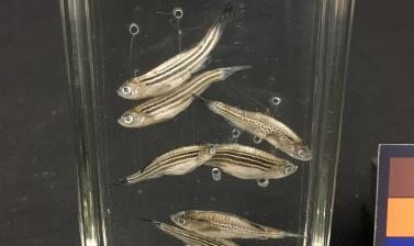 Zebrafish exhibit final result