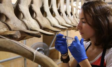 Consolidation of whale bones