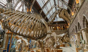 Horse skeleton (Equus caballus) with bison in background.