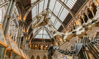 Dromedary skeleton (Camelus dromedarius) in front of Irish elk (Megaloceros giganteus)