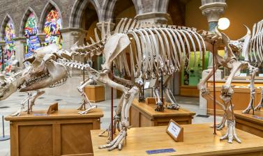 Malayan tapir (Tapirus indicus) skeleton