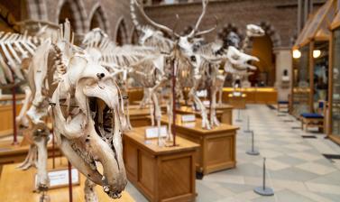 Malayan tapir (Tapirus indicus) with reindeer and rhino skeletons in background