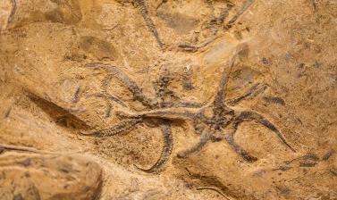 Ophiuroideae - brittle stars