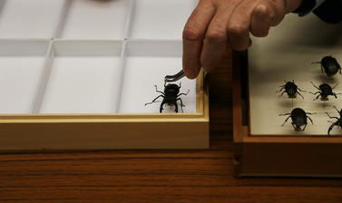 Image showing an insect from the OUMNH collection being placed in a collections case