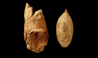 Ivory pendant carved from a pathological growth in the tusk of a mammoth.