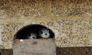 Swifts by Judith Wakelam 