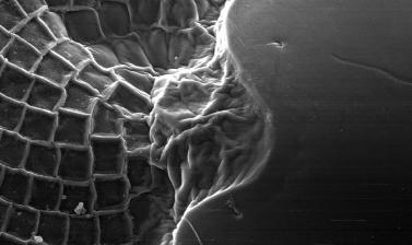 Nebenauge, structure on the eye in shrimps with unknown function