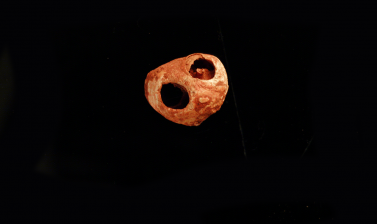 periwinkle shells from paviland cave