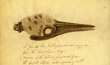 A letter from the palaeontologist Elizabeth Philpot to Mary Buckland, dated 9 December 1833, containing a sketch of an ichthyosaur skull painted in ink from a fossil squid of the same age as the ichthyosaur.