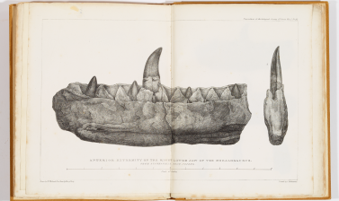 Megalosaurus illustration