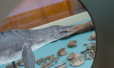 pliosaur model