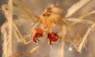 Male Nesticus georgia, with elaborately structured palps used to transfer sperm