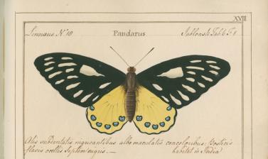 Papilio pandarus