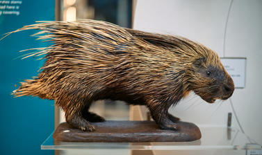 A porcupine