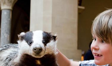 A young boy touches a taxidermy badger