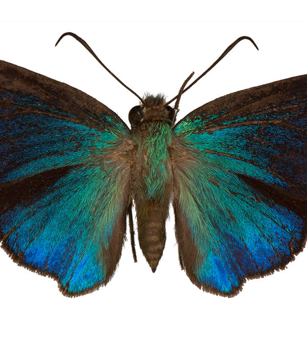 Immaculata carpenter butterfly