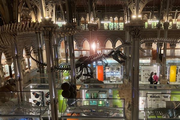 The Museum's Main Court at night showing the T.rex in the centre surrounded by the new displays.