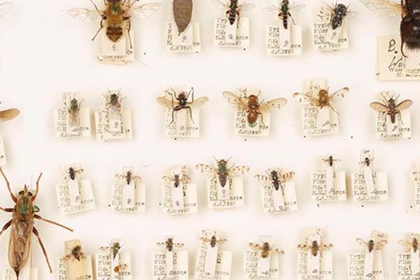 A display of numerous insects with labels 