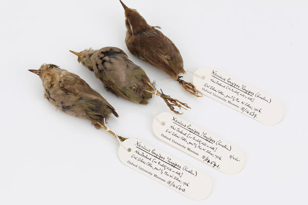 birds