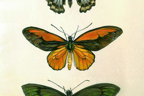 birdwing by emma reynard highly commended