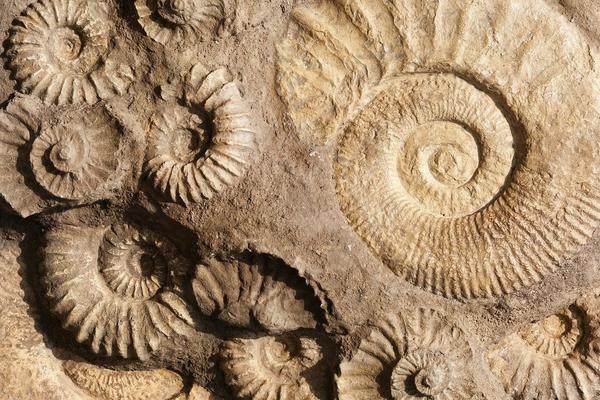 Image of fossils