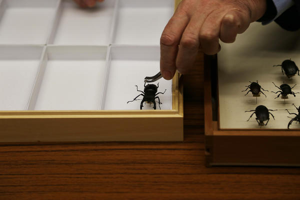 Image showing an insect from the OUMNH collection being placed in a collections case