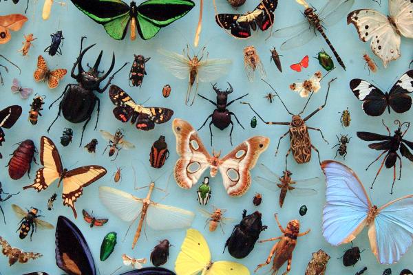 Insects collection, Oxford Museum of Natural History