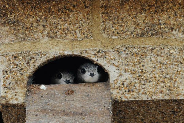 Swifts by Judith Wakelam 
