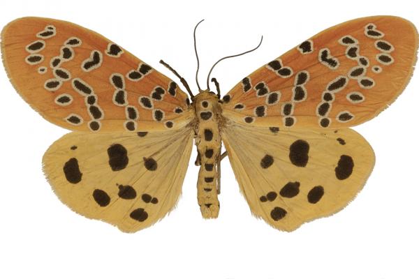 lepi0355 pulchra swinhoe dorsal copy