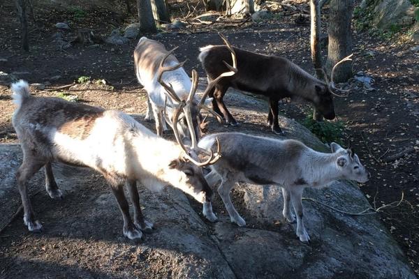 Modern reindeer grazing