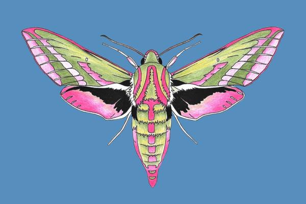 elephant hawk moth colouring sheet