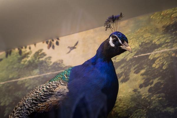 peacock