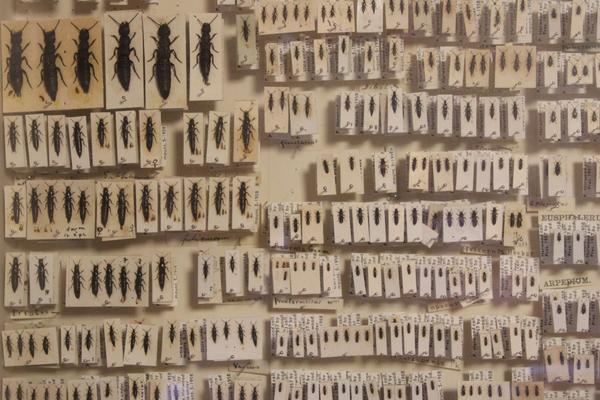 Some pinned beetles from the Museum's entomology collections