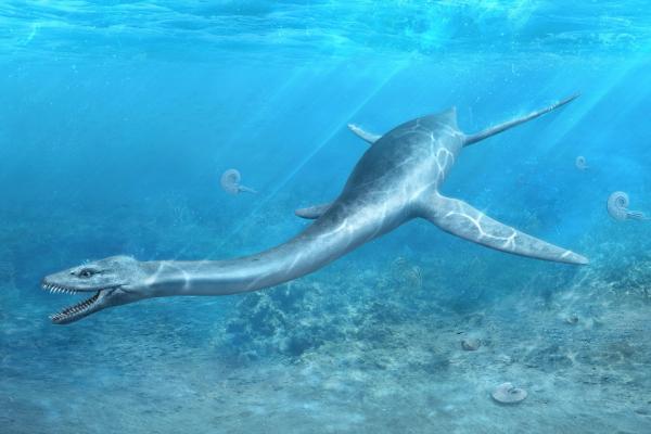 Computer illustration of a long-necked plesiosaur