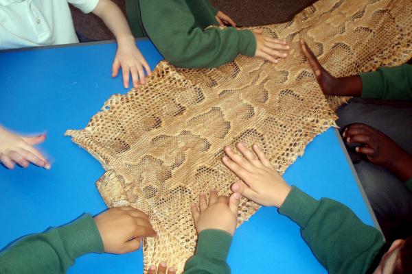 Primary school children touching snake skin