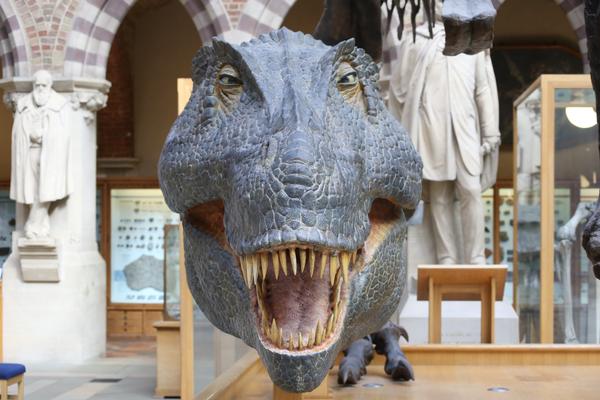 t rex in museum jpeg