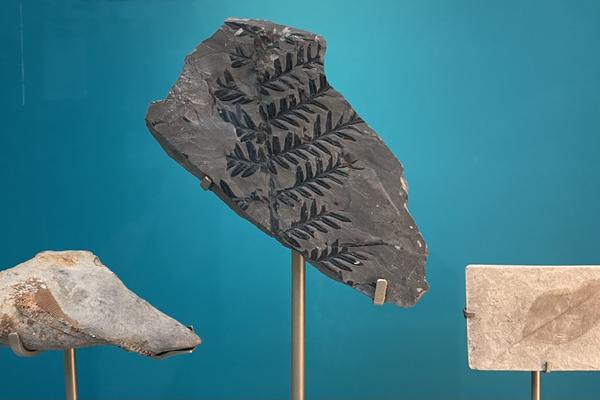 Green algae from 420 million years ago, seed fern from 310 million years ago, poplar tree leaf from 12-7 million years ago