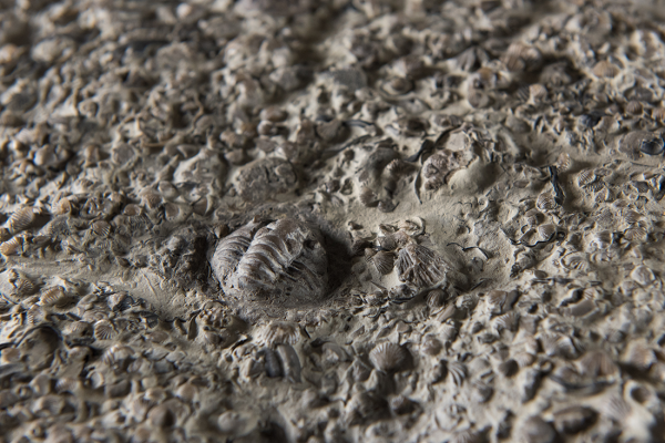 trilobite fossil
