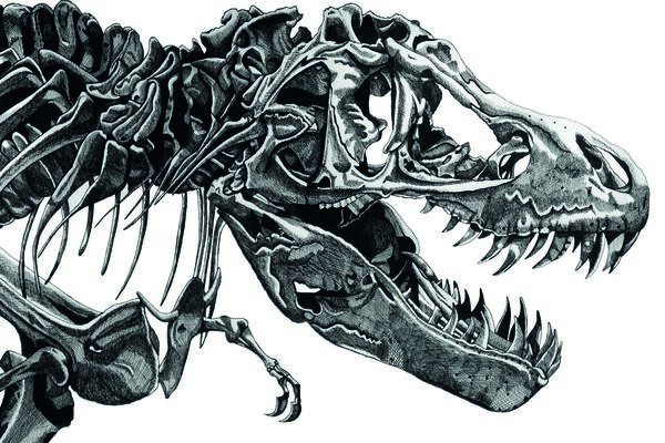 tyrannosaurus rex by tracey gurr highly commended