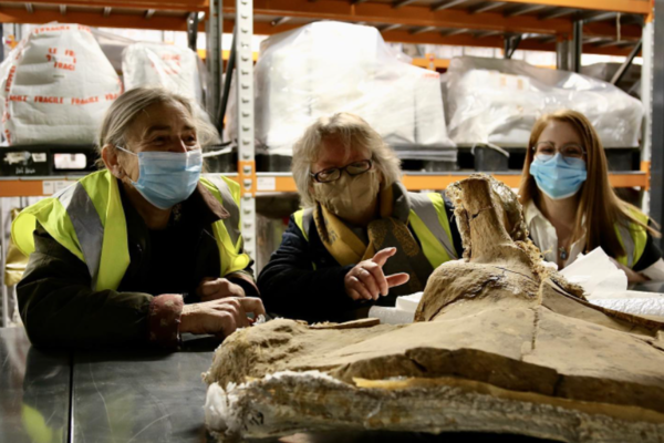 Some volunteers admiring a Pleistocene fossil at the Upper Heyford storage facility