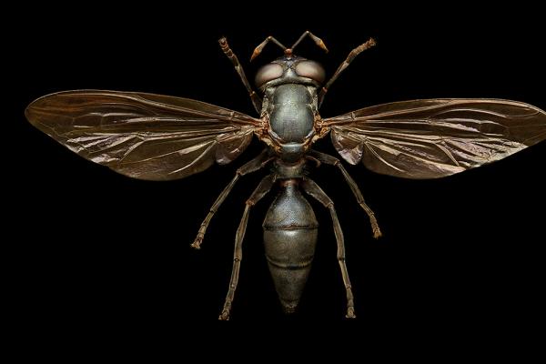 Wasp mimic hoverfly