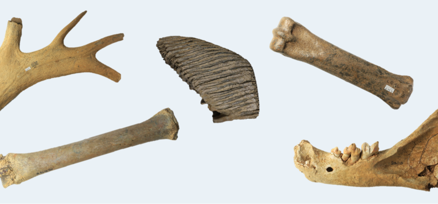 Fossils from the Pleistocene era
