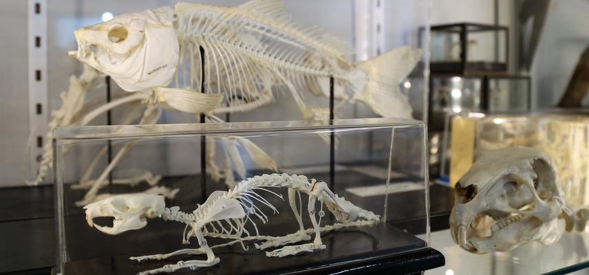 A fish skeleton on display in the seminar room