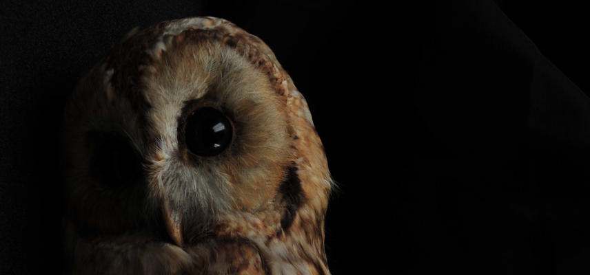 Tawny owl (Strix aluco) 
