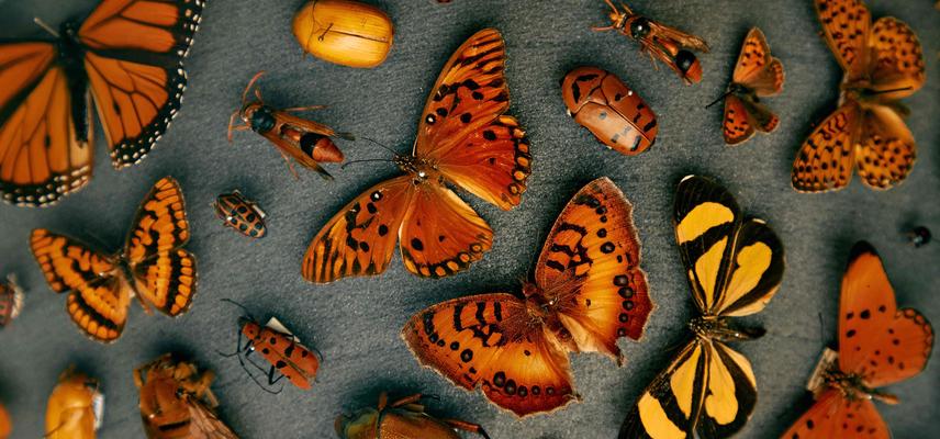 butterfly specimens