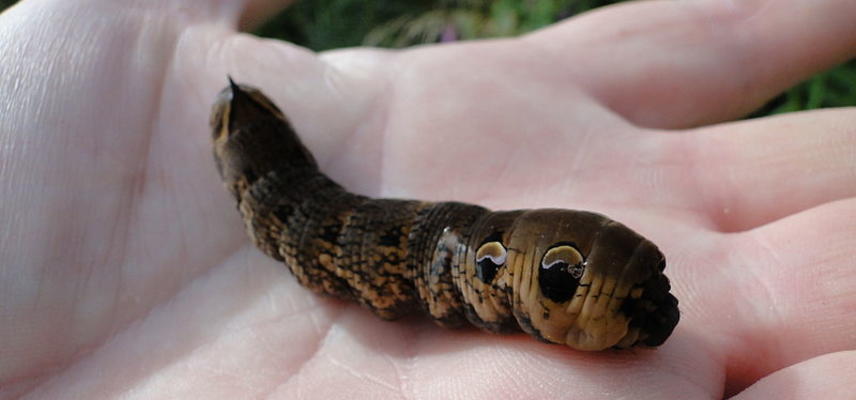 Deilephila elpenor with head retracted