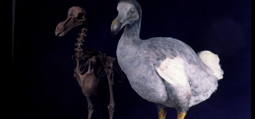 dodo web